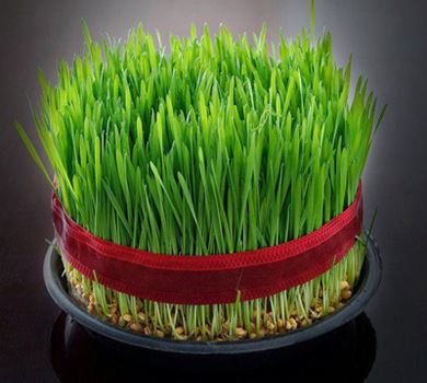  Novruz səmənisi