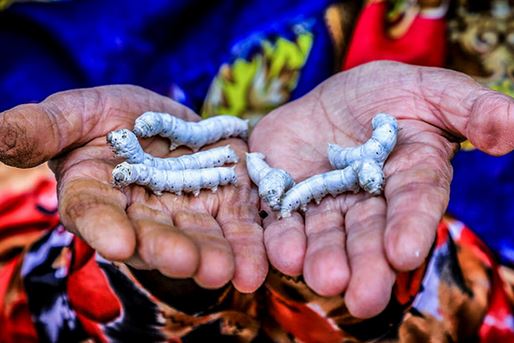 İranın ənənəvi ipəyi və onun özünəməxsus xüsusiyyətləri