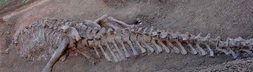 Marağa Fosilləri Bölgəsi, Paleontoloqlar Üçün Cənnət