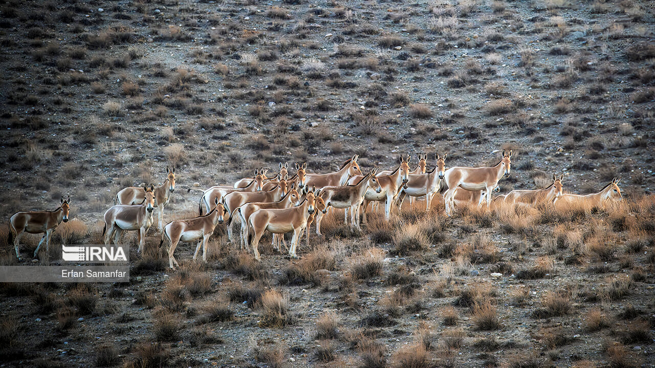 Bəhramqur qoruğu, nəsli kəsilməkdə olan İran zebra növlərinin yaşayış yeridir