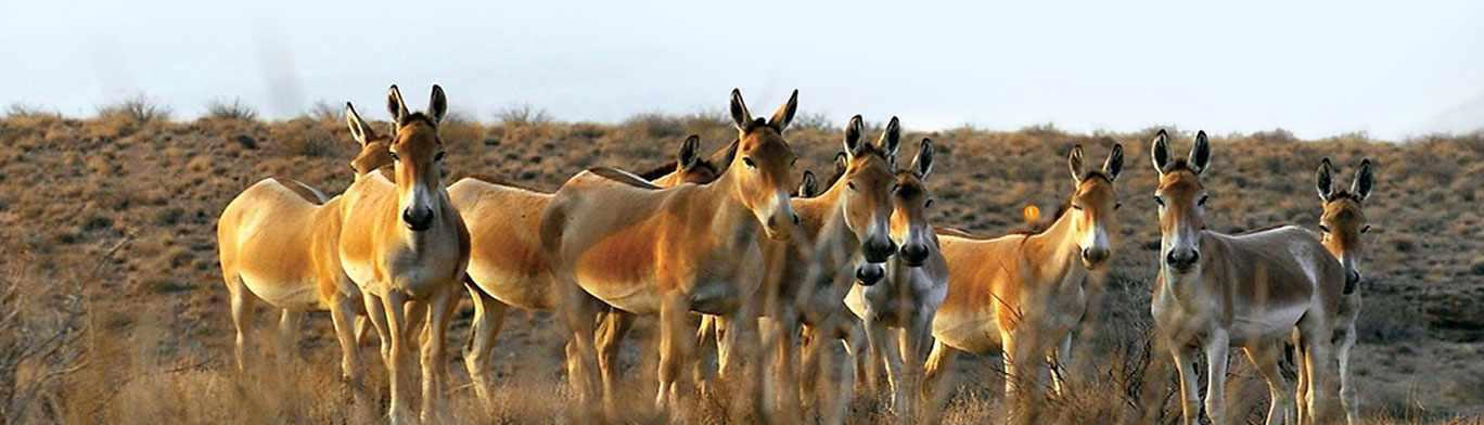 Bəhramqur qoruğu, nəsli kəsilməkdə olan İran zebra növlərinin yaşayış yeridir