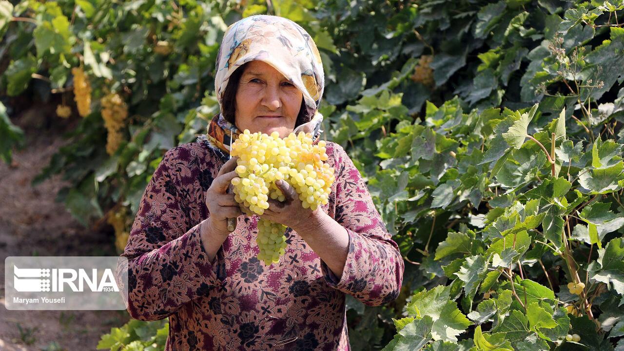 Məlkan Üzümü, Dünya Şöhrətli Bir Məhsul